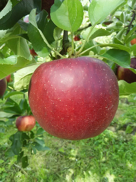 紅いわて 秀品 2026年9月中旬以降発送